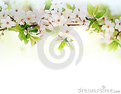 White spring flowers on a tree branch Stock Photo