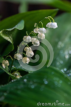 White spring lilies of the valley in dew drops close-up. Stock Photo