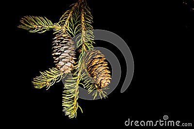 White Spruce Branch with Cones - Isolated on Black Stock Photo