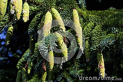 White Spruce Cones 823080 Stock Photo