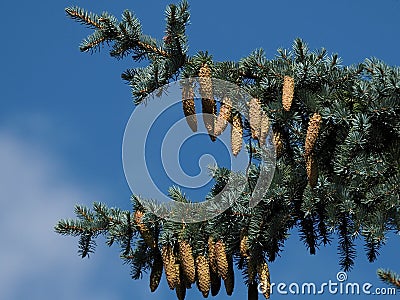 White Spruce Or Picea Glauca Tree With Cones Stock Photo