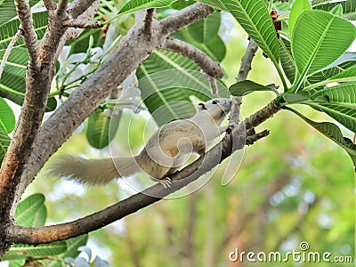 White Squirrel Stock Photo