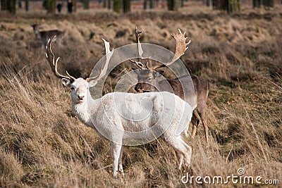 White Stag Deer Stock Photo