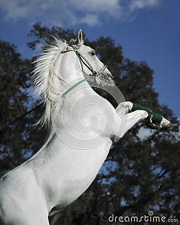 White Stallion Stock Photo