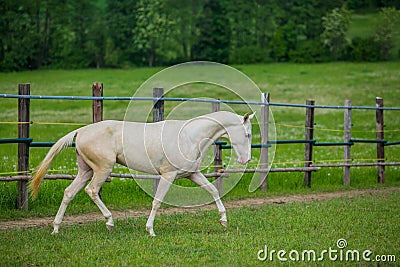 White stallion of Akhal Teke horse in a pasture Stock Photo