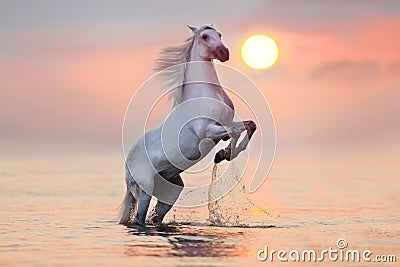 Horse rearing up in water Stock Photo