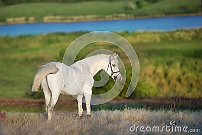 Horse in stipa grass Stock Photo