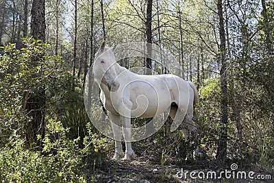 White stallion in the wild. Horse in full growth Stock Photo