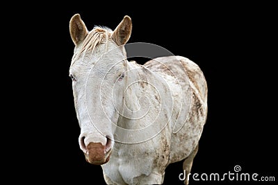White standing horse looking into the lens Stock Photo
