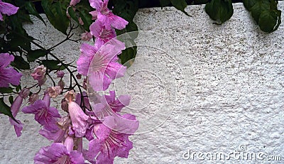 White stone wall with lilac flowers Stock Photo