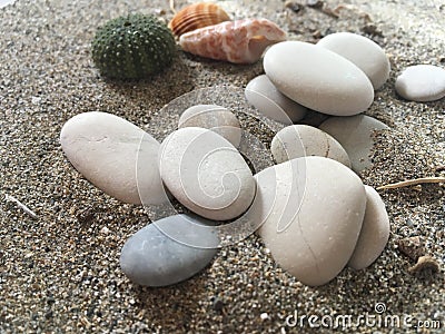 White stones sea urchin adn shells on the sand Stock Photo