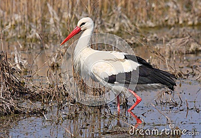 White Stork Stock Photo