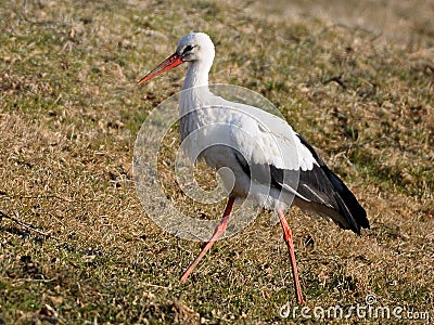 White Stork Stock Photo