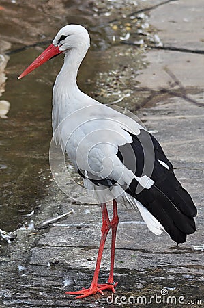 White Stork Stock Photo