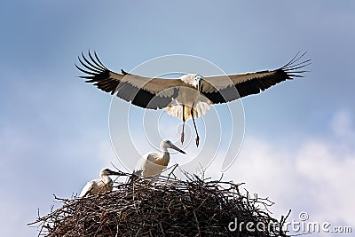 White stork Stock Photo