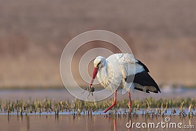 White Stork Stock Photo