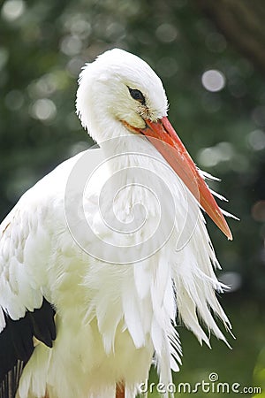 White stork Stock Photo