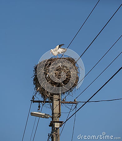 White stork in big nest on electric pole. Sparrows build nests in stork nest Stock Photo