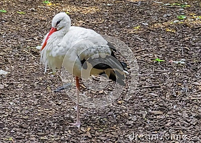 White stork bird a closeup wildlife animal portrait migrated bird from africa Stock Photo