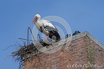 White stork breeding Stock Photo