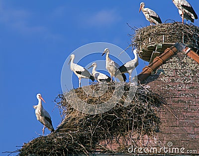 White Stork, ciconia ciconia, Adults standing on Nest, Alsace in France Stock Photo