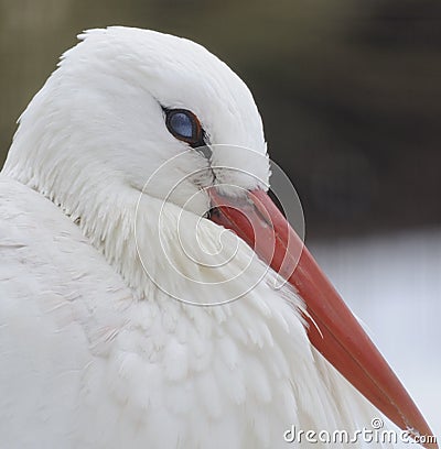 White Stork ( Ciconia ciconia ) Stock Photo