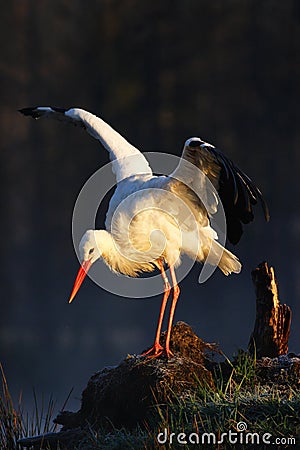 White stork, Ciconia ciconia, on the lake in spring. Stork with open wing. White stork in the nature habitat. Wildlife scene from Stock Photo