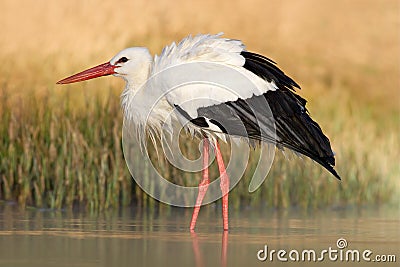 White stork, Ciconia ciconia, on the lake in spring. Stork with open wing. White stork in the nature habitat. Wildlife scene from Stock Photo