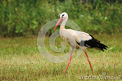White stork Ciconia ciconia Stock Photo