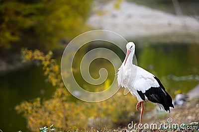 White stork Stock Photo