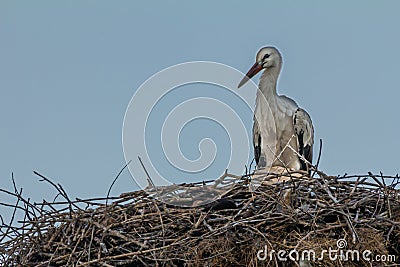 White stork, Ciconia ciconia, family Ciconiidae. Animalia, Chordata, Aves, Ciconiiformes Stock Photo