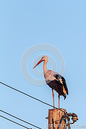 White stork, Ciconia ciconia, family Ciconiidae. Animalia, Chordata, Aves, Ciconiiformes Stock Photo