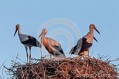 White stork, Ciconia ciconia, family Ciconiidae. Animalia, Chordata, Aves, Ciconiiformes Stock Photo