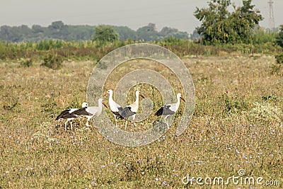 White stork, Ciconia ciconia, family Ciconiidae. Animalia, Chordata, Aves, Ciconiiformes Stock Photo