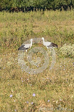 White stork, Ciconia ciconia, family Ciconiidae. Animalia, Chordata, Aves, Ciconiiformes Stock Photo