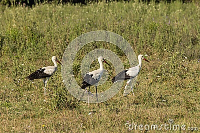 White stork, Ciconia ciconia, family Ciconiidae. Animalia, Chordata, Aves, Ciconiiformes Stock Photo