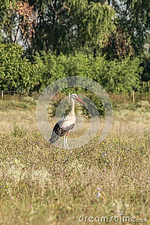 White stork, Ciconia ciconia, family Ciconiidae. Animalia, Chordata, Aves, Ciconiiformes Stock Photo