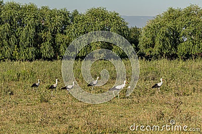 White stork, Ciconia ciconia, family Ciconiidae. Animalia, Chordata, Aves, Ciconiiformes Stock Photo