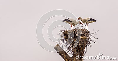 White stork couple standing together in their nest, common bird in europe, Migrated birds from Africa Stock Photo