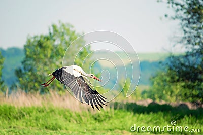 White Stork flying over meadow Stock Photo