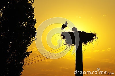 White Stork nest in the sunset Stock Photo