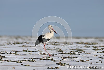 A white stork roams the snow-covered field Stock Photo