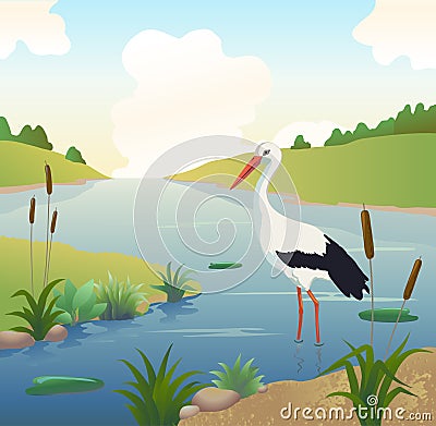 White stork in shallow water and searching food, a river or lake with reeds and other water plants. Bird in natural Vector Illustration