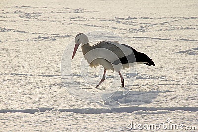 White stork in snow Stock Photo