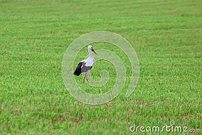 White stork standing in the green summer grass. Wild field bird while looking for food Stock Photo