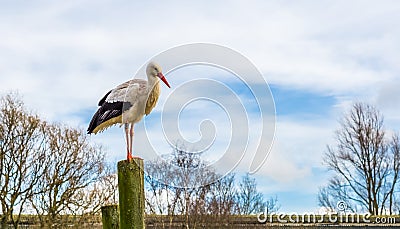 White stork standing on a high wooden pole with a blue sky in the background,Migrated bird from Africa Stock Photo