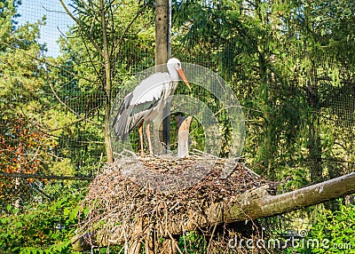 White stork standing in its nest, a african bird that migrated to europe Stock Photo