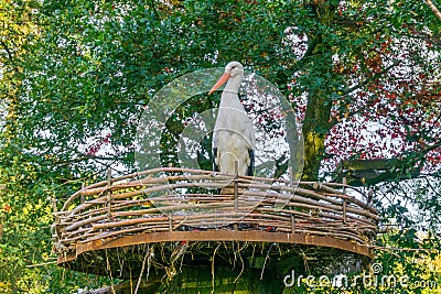 White stork standing in a nest front view, tropical migrated bird from africa Stock Photo