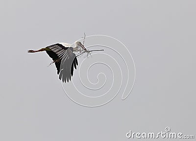 White Stork on transport Stock Photo