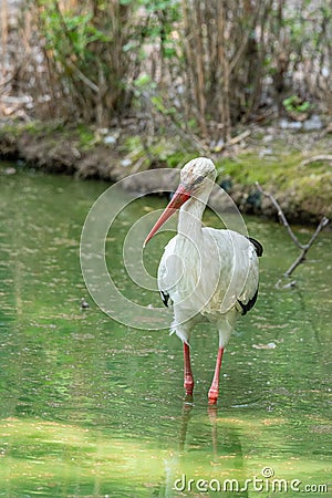 White stork walks in a pond, large European bird Stock Photo